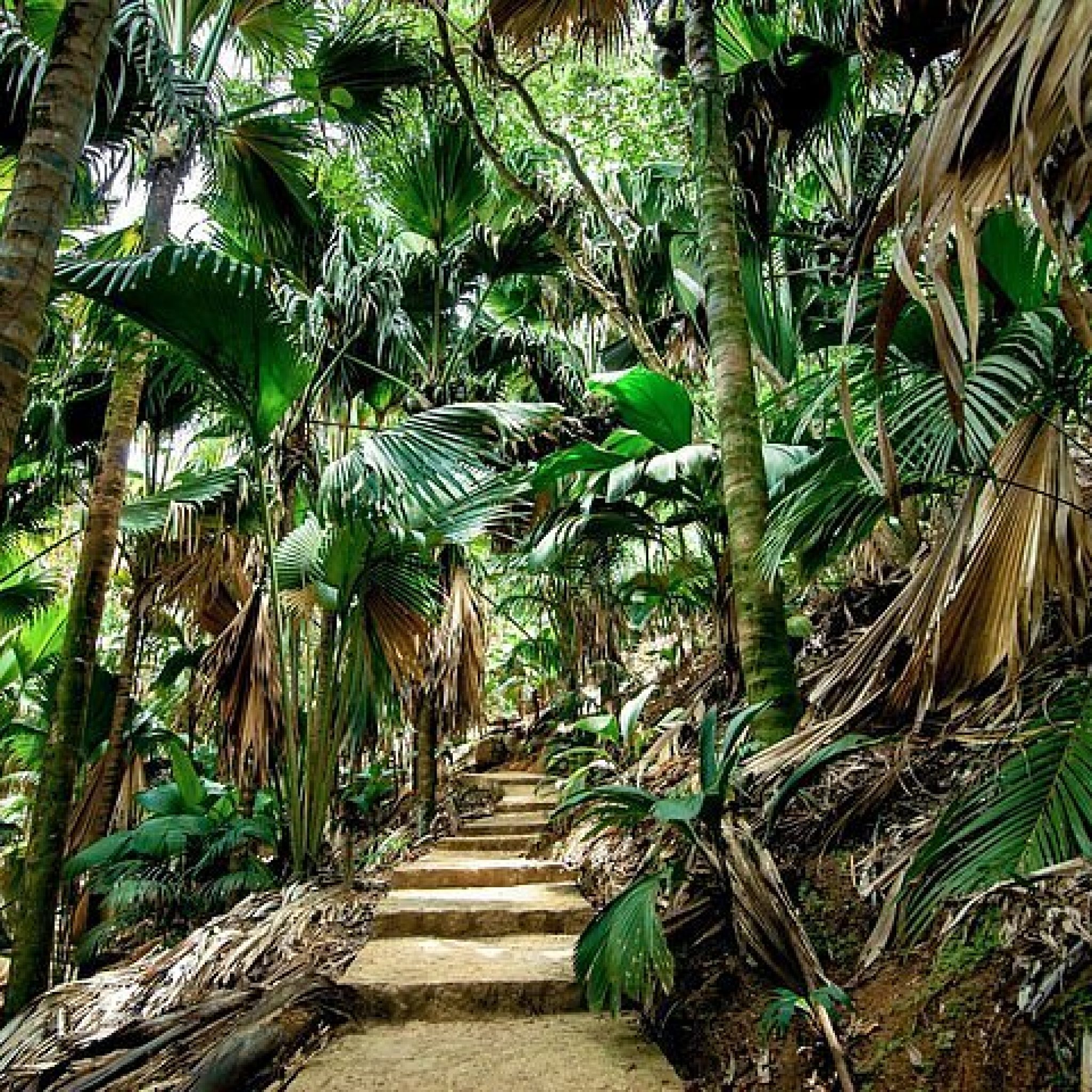 Vallée de Mai